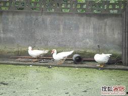 娱乐吃瓜鹅鸭